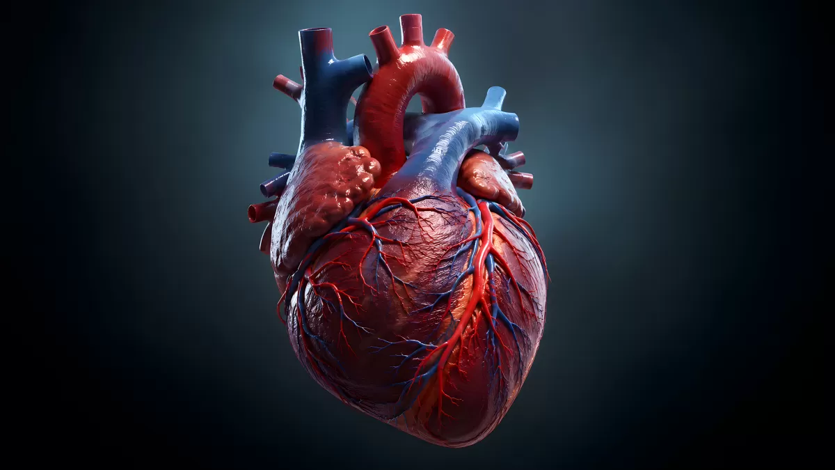 Anatomisches 3D-Modell eines menschlichen Herzens