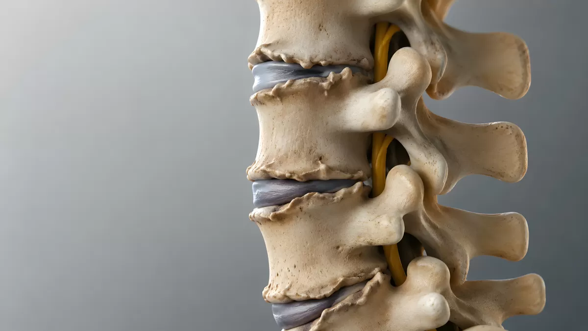 Anatomisches Wirbelsäulenmodell mit Bandscheiben