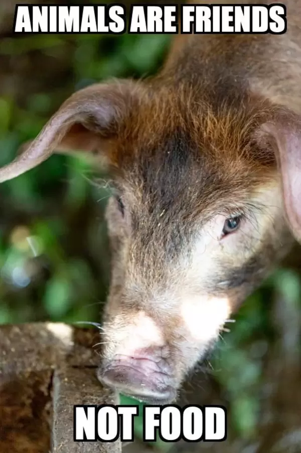 Animals are friends, not food