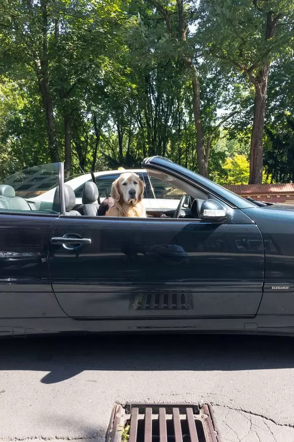 Golden Retriever driving a car