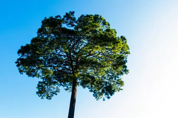 Apex of a pine tree (Flip 2019)