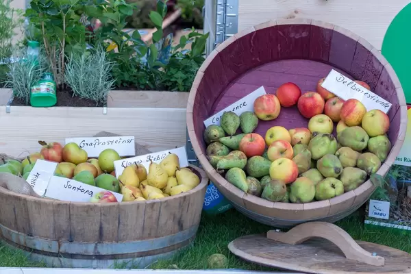 Äpfel und Birnen verschiedener Sorten in abgesägten Fässern