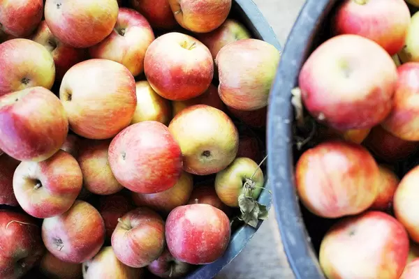 Apfelernte im Herbst: Bio-Äpfel in Eimer in obene Aufnahme
