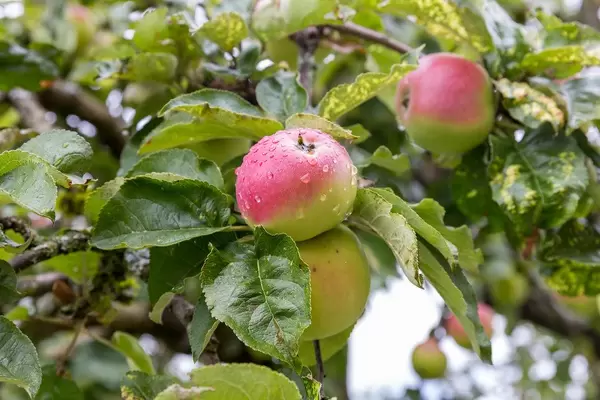 Apples on an apple tree photographed after the rain in Alpbach, Austria