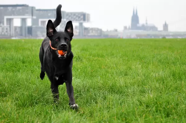 Apportierender Hund vor dem Kölner Dom