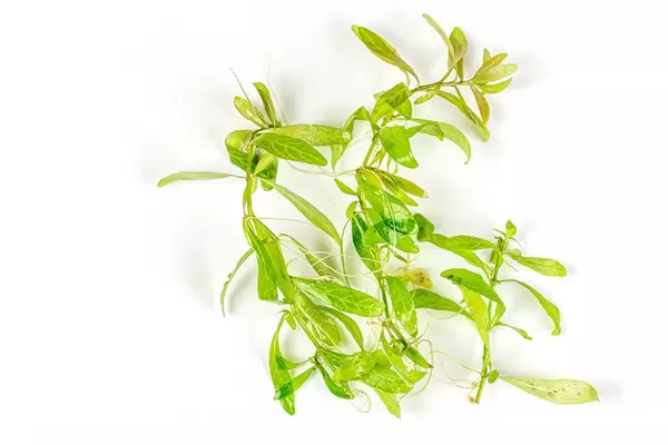 Aquarium green algae on white background