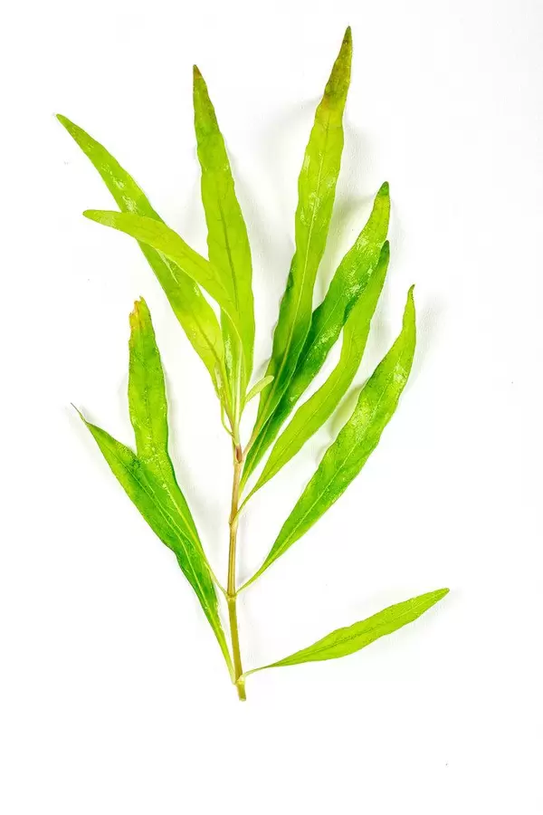 Aquarium plant hygrophila on white