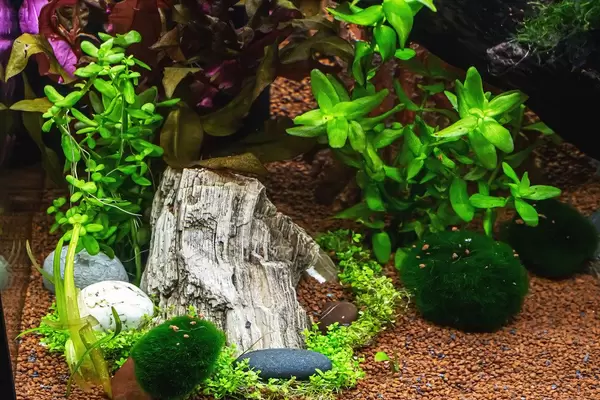 Aquarium with algae, rocks and snags (Flip 2020)