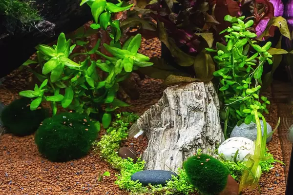 Aquarium with algae, rocks and snags