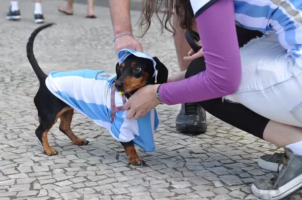 Argentinien-Dackel an der Copacabana