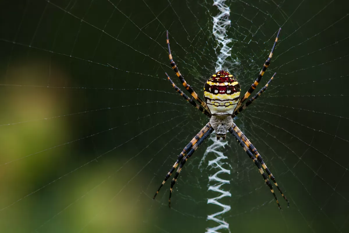 Argiope-Spinne im Netz mit Stabilimentum Nahaufnahme