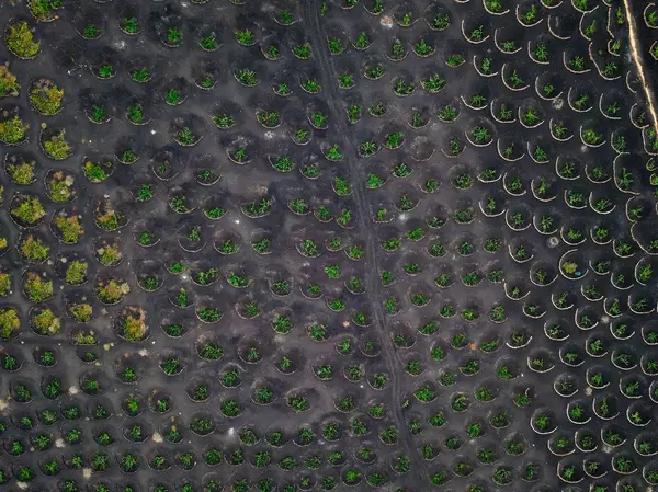 Arieal view of winery grape fields / Luftbild von Weingut Traubenfeldern