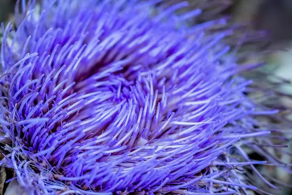 Artichoke flower (Cynara scolymus)