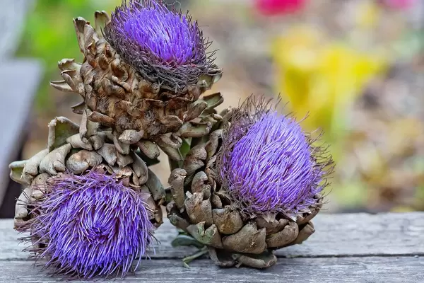 Artichokes on wooden background