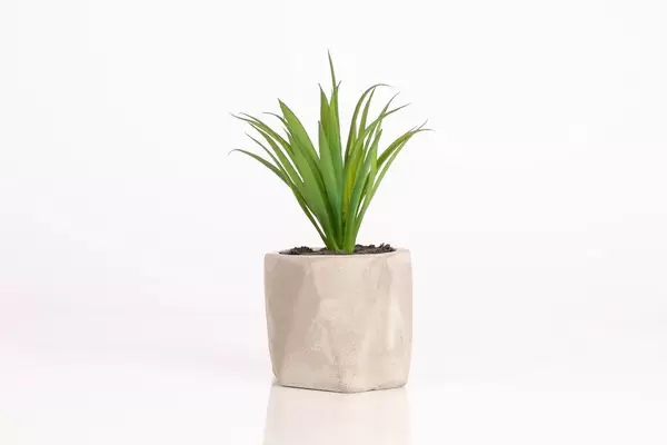 Artificial plant on white background