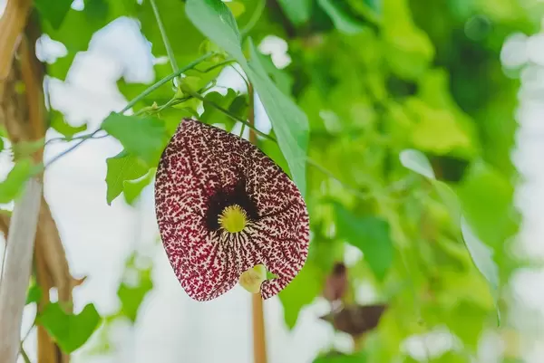 Asclepiadoideae Botanical Flower Close Up (Flip 2019)