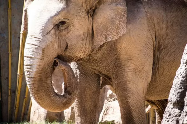 Asian elephant curling his trunk