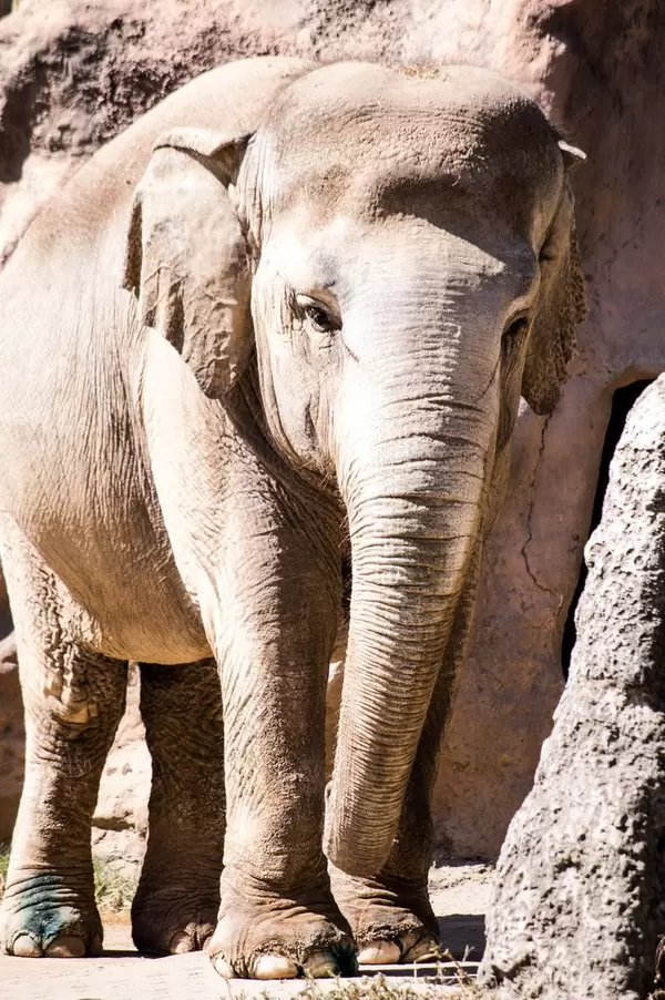 Asian elephant in a zoo