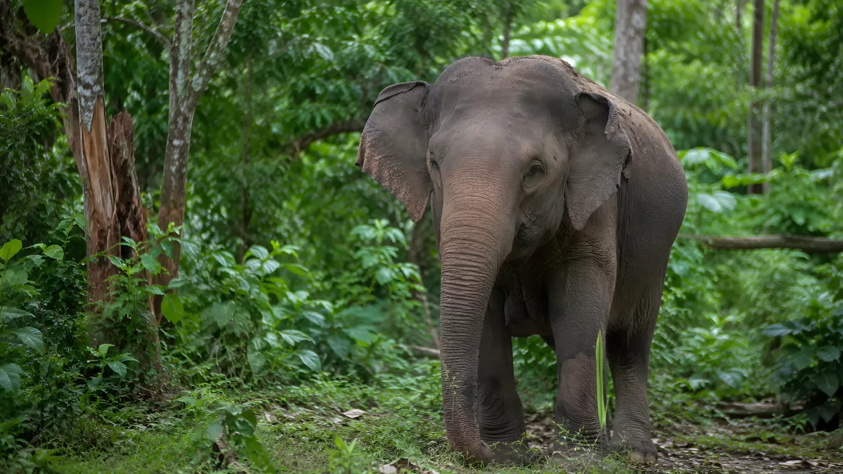 Asiatischer Elefant im grünen Regenwald