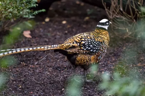 Auerhuhn im Eulenkloster