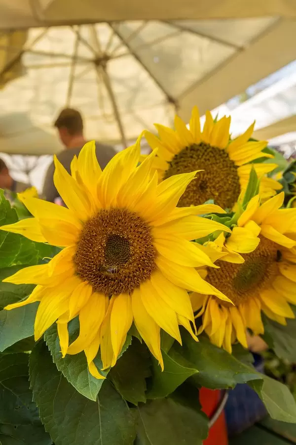 Auf dem Markt in Ljubljana, Slovenien - Sonnenblumen