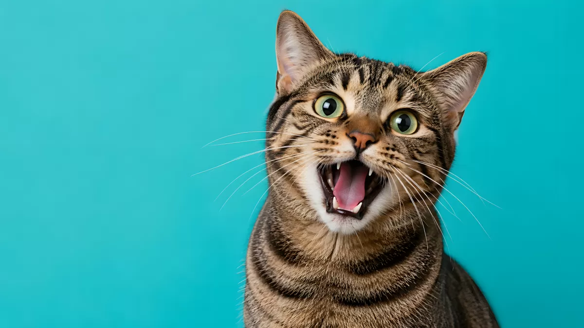 Aufgeregte Tabby-Katze mit offenem Maul vor Türkis