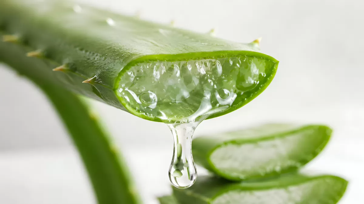 Aufgeschnittenes Aloe-Vera-Blatt mit tropfendem Gel