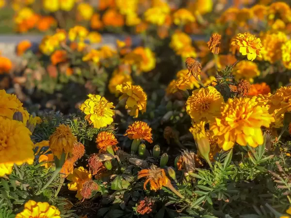 Aufrechte Studentenblumen in der Stadt