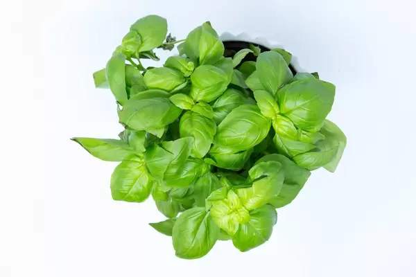 Aufsicht auf frischen Basilikum
