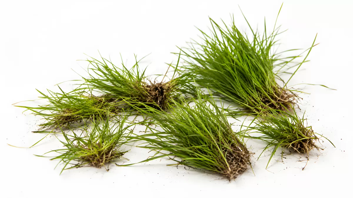 Ausgepflanzte Grassoden mit Wurzeln auf weißem Grund