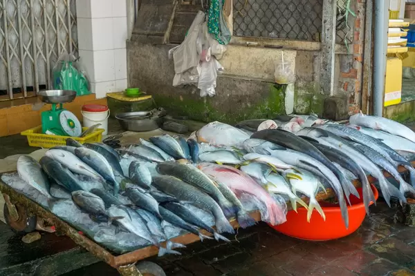 Auslage von frischem, ganzem Fisch auf Eis an einem einheimischen Markt in der vietnamesischen Küstenstadt Vung Tau, im Hintergrund eine Waage und Plastiktüten