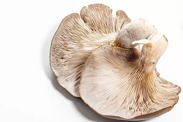 Austernpilze in Nahaufnahme vor weißem Hintergrund