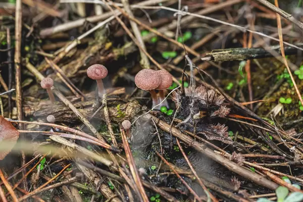 Autumn background of mushrooms in the forest