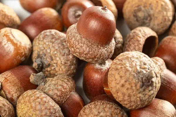 Autumn background of oak brown acorns