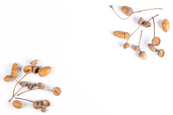 Autumn background with acorns on white, with free space in the middle
