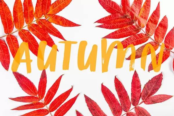 Autumn background with red dry leaves