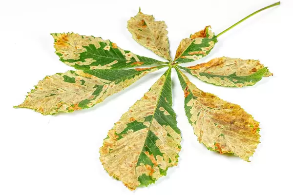 Autumn chestnut leaf on a white background