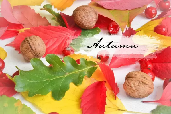 Autumn: Colourful leaves