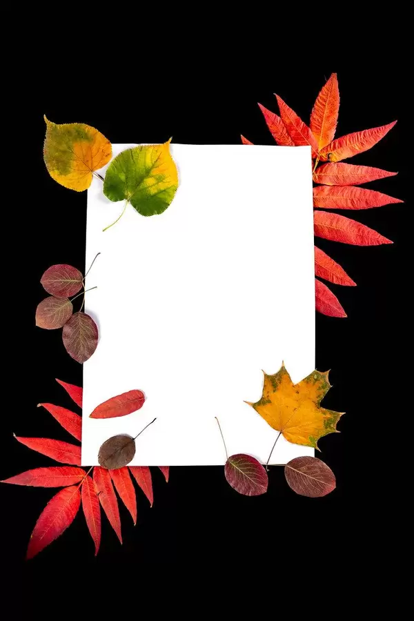 Autumn multi-colored leaves frame on black, with free space