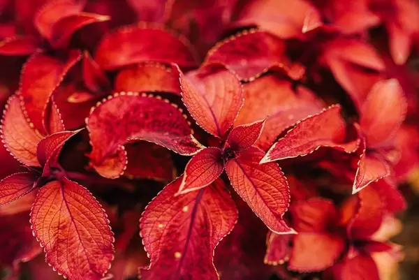 Autumn Red  Leaves Close Up (Flip 2019)
