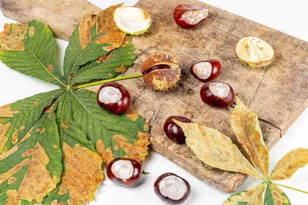 Autumn ripe chestnuts with leaves on an old kitchen board