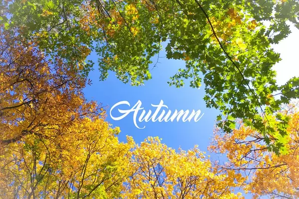 Autumn with colourful leaves