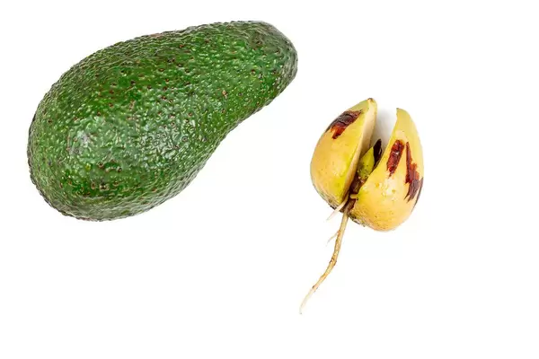 Avocado fruit and avocado seed with sprouted roots on a white background
