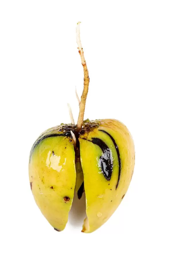 Avocado seed with sprouted roots, concept of new life