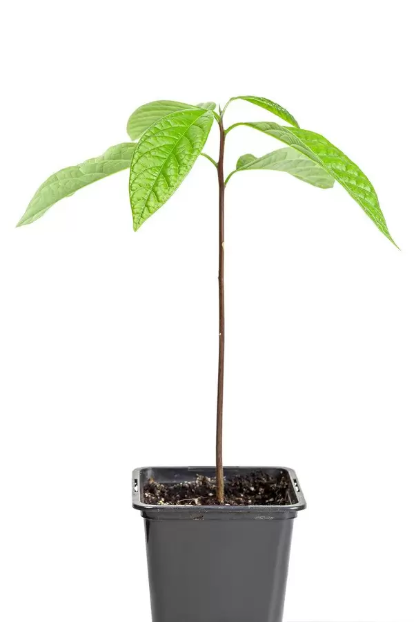 Avocado young tree in flower pot on white background