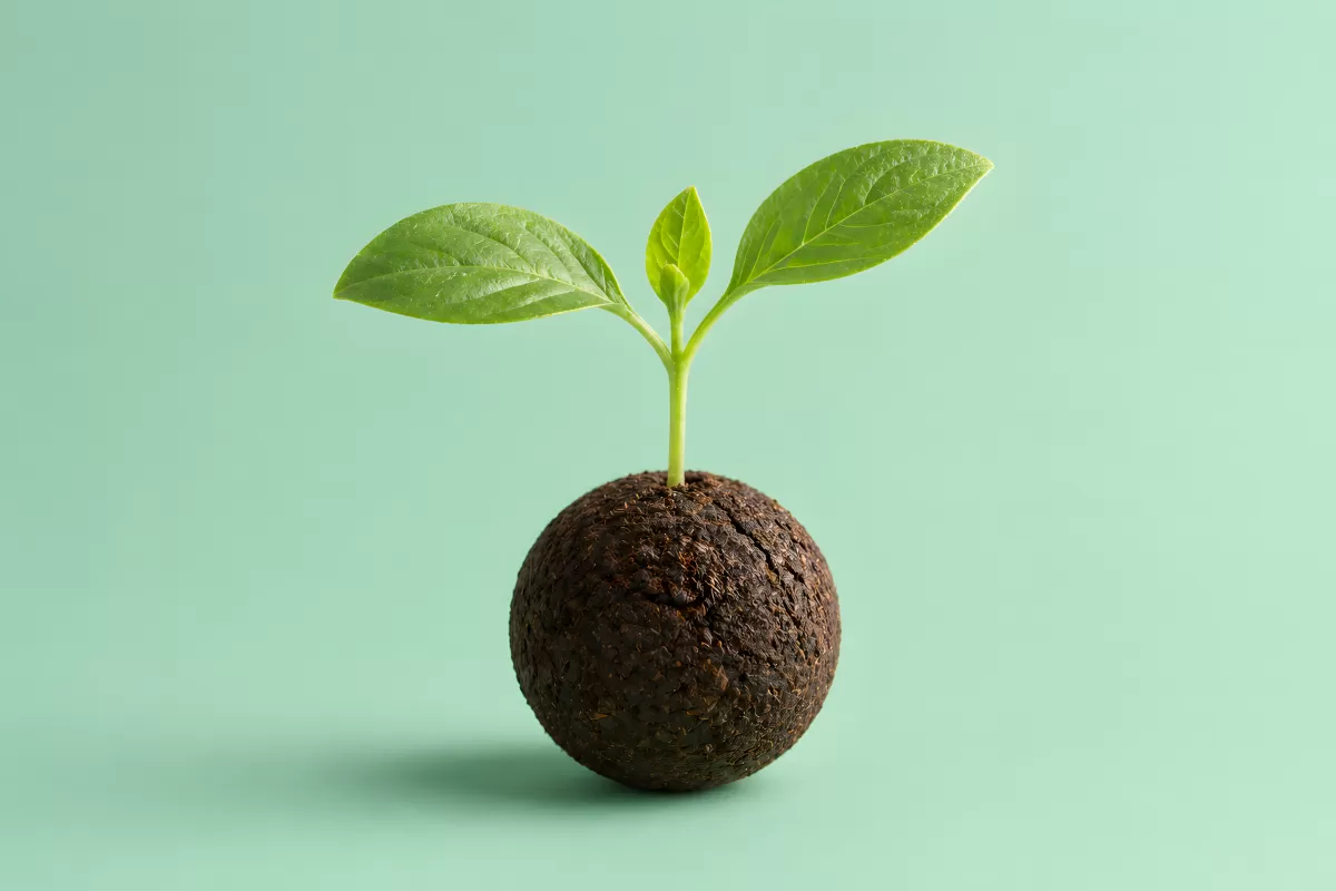 Avocadokern mit frischem Keimling auf mintgrünem Grund