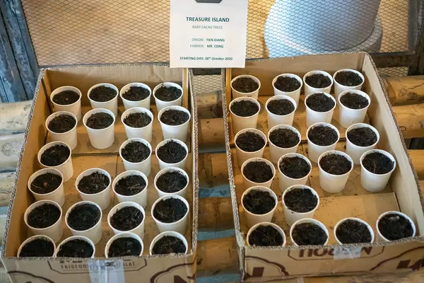 Baby Cacao Trees growing in Paper Cups as a Project of Maison Marou Chocolate in Saigon, Vietnam