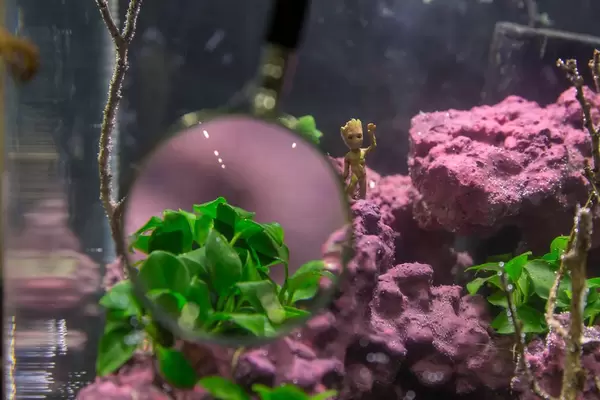 Baby Groot Figur in einem Aquarium