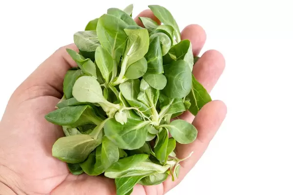 Baby Spinach in the hand above white background