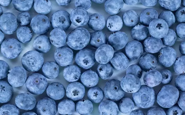 Background from freshly picked blueberries